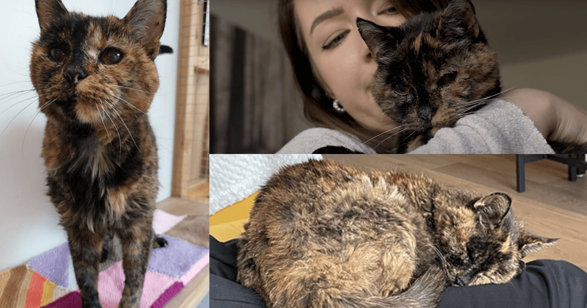 Flossie, the world's oldest living cat, is turning 27 • PhilSTAR Life